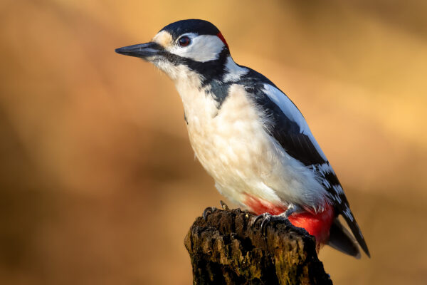 Shop Naturfotografie.de